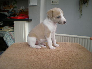 Evie